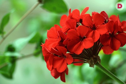 Царица подоконников – Пеларгония