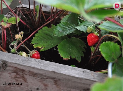 Огород на балконе