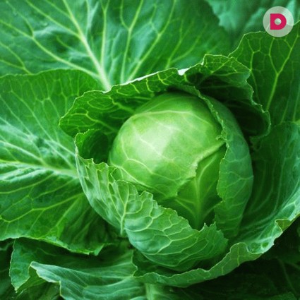 Секреты выращивания капусты от Октябрины Ганичкиной