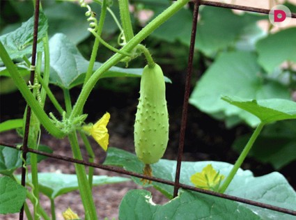 Рассада огурцов: как правильно вырастить овощ