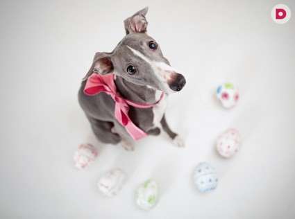 Что появилось раньше: здоровая курица или полезное яйцо?