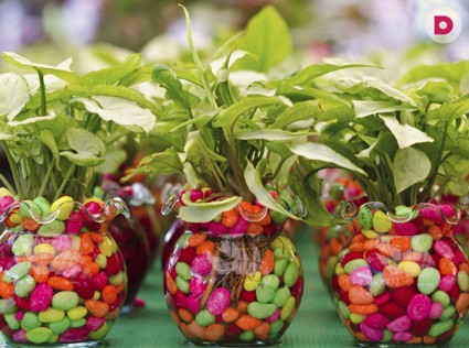 Комнатные растения по знаку зодиака