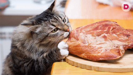 Чем кормить кошку?