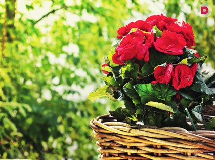 Лунный календарь растений на сентябрь 