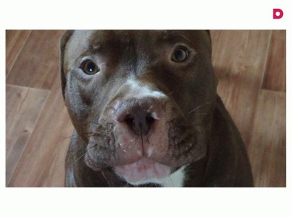 Пропала собака!