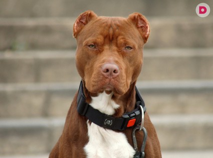 Собака-телохранитель: за и против