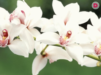 Правила посадки орхидеи