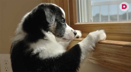 «Один дома», или Приучаем собаку оставаться одной