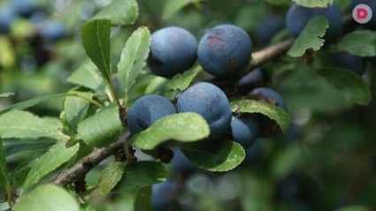 В чем польза и вред плодов терна?