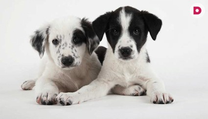 Породистые или дворняжки?