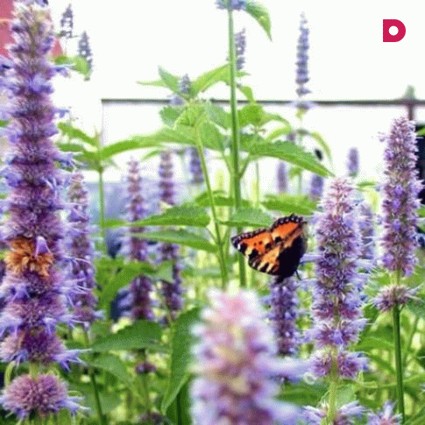 Лофант: особенности применения в медицине, полезные и вредные свойства