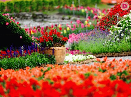 15 цветочных спецэффектов для украшения сада