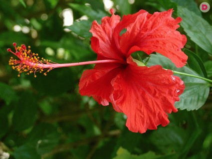 Как вырастить гибискус в домашних условиях? Особенности ухода и полива