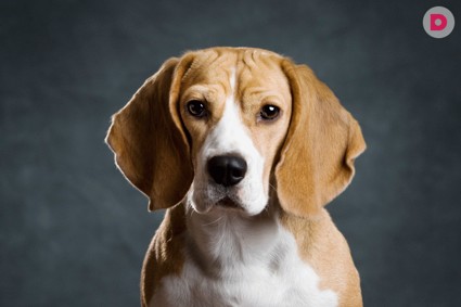 Отиты у собак: домыслы и факты