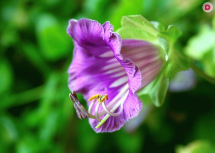 Какие вьющиеся растения отличаются своей неприхотливостью