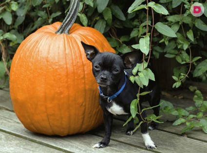 Тыква  для собаки-долгожителя