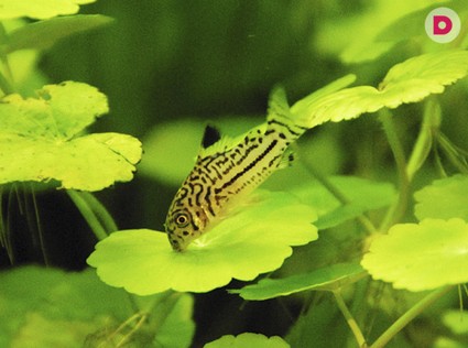 Аквариумные сомы: фото разных видов