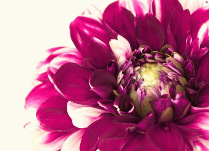 Лунный календарь растений на август 