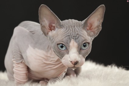 Все о кошках породы сфинкс
