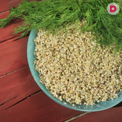 Как прорастить семена гречки