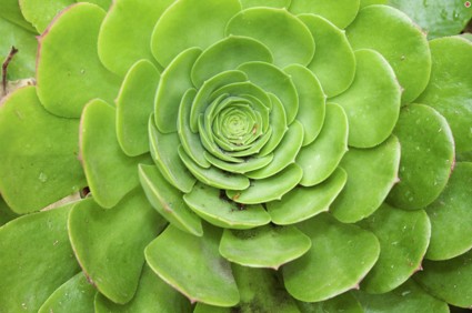 Лунный календарь растений на октябрь 