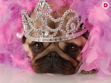 Главная выставка собак «Евразия-2013»