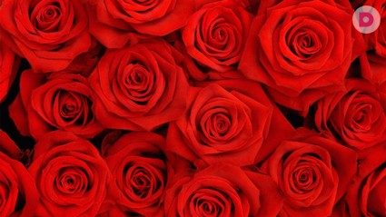 Красная страсть 