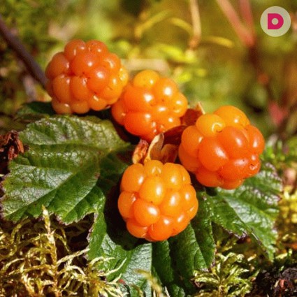 Свойства морошки. Рецепты блюд из морошки