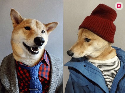 Мужская одежда для собак: кому идет больше?