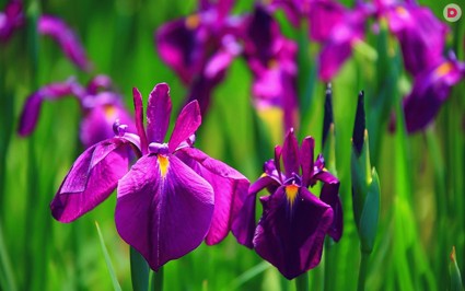 Иридарий – садик ирисов