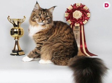 Все на выставку кошек!