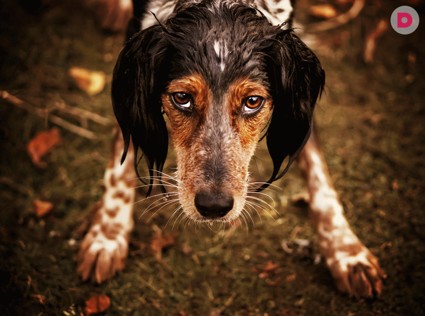 Как защитить собаку от догхантеров