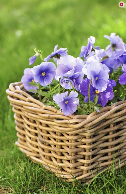 Сажаем анютины глазки с Евгением Рыбовым