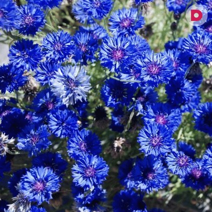 Применение в народной медицине василька. Фото, исторические сведения