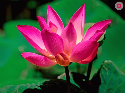 Вьетнам: нирвана в кормовых лотосах