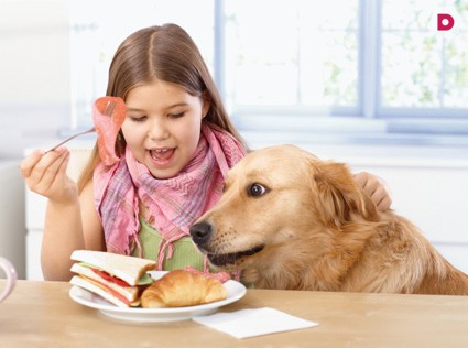 Как отучить взрослую собаку попрошайничать?