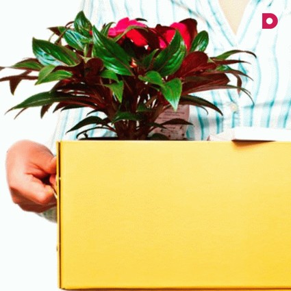 Приносите на работу цветы!