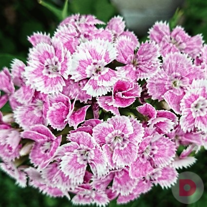 Разводим тенелюбивые комнатные растения на подоконнике