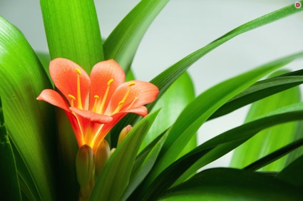 Лунный календарь растений на февраль