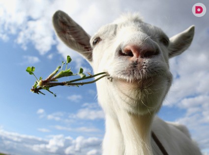 Любовь зла... Или нет?