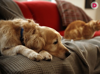 Как правильно ухаживать за собакой или кошкой