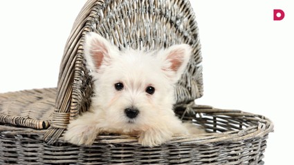 Щенок в дом – порядок из дома!