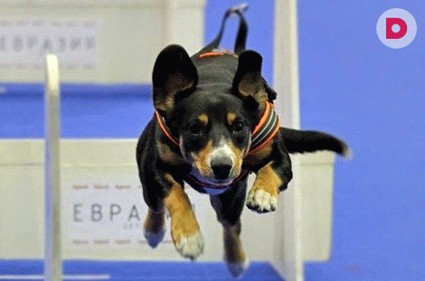 Международная выставка собак «Евразия-2014»