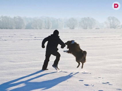 Учить ли кусать по приказу?