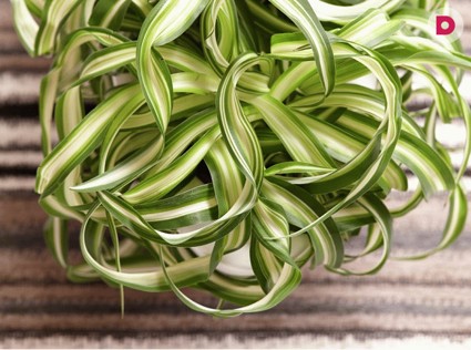 Польза цветков хлорофитума: комментарии специалистов