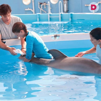 Кино для детей: «История дельфина»