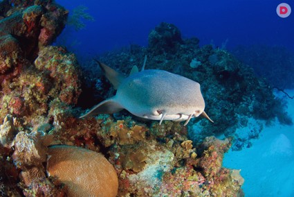 Аквариумные рыбы: непростой характер акульего сома