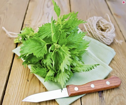 Как и из каких растений вязать веники для бани