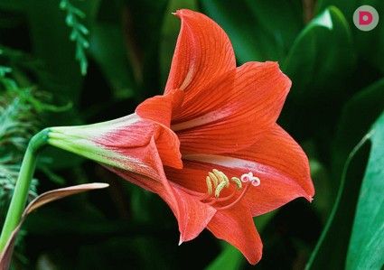 Лунный календарь растений на декабрь 