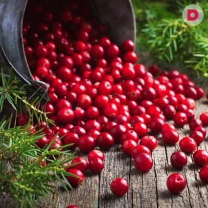 Брусника: полезные свойства, показания и противопоказания